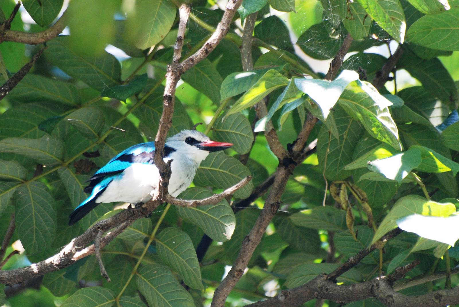 Woodland Kingfisher at Hawassa, 16/10/14