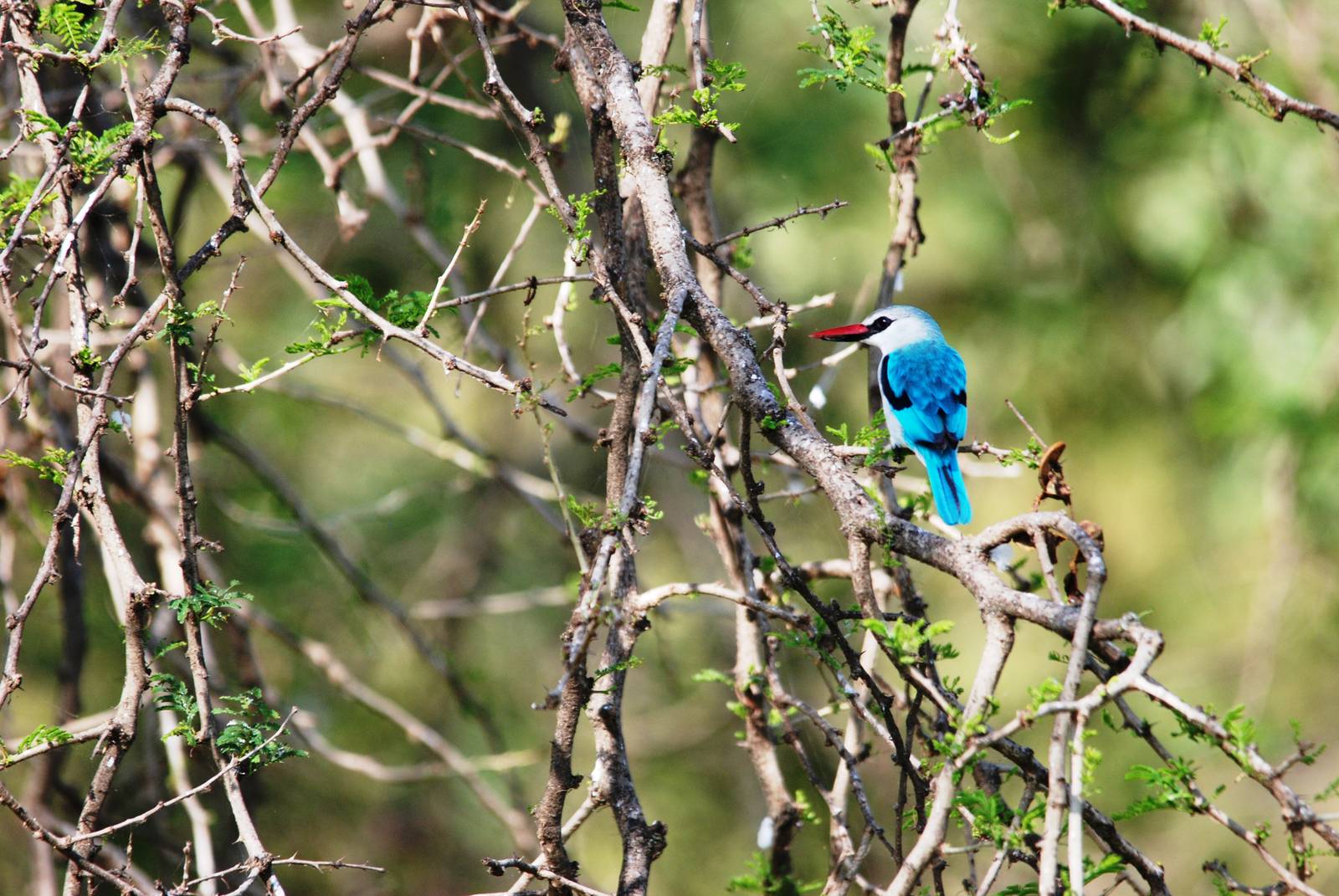 Woodland Kingfisher at Hawassa, 16/10/14