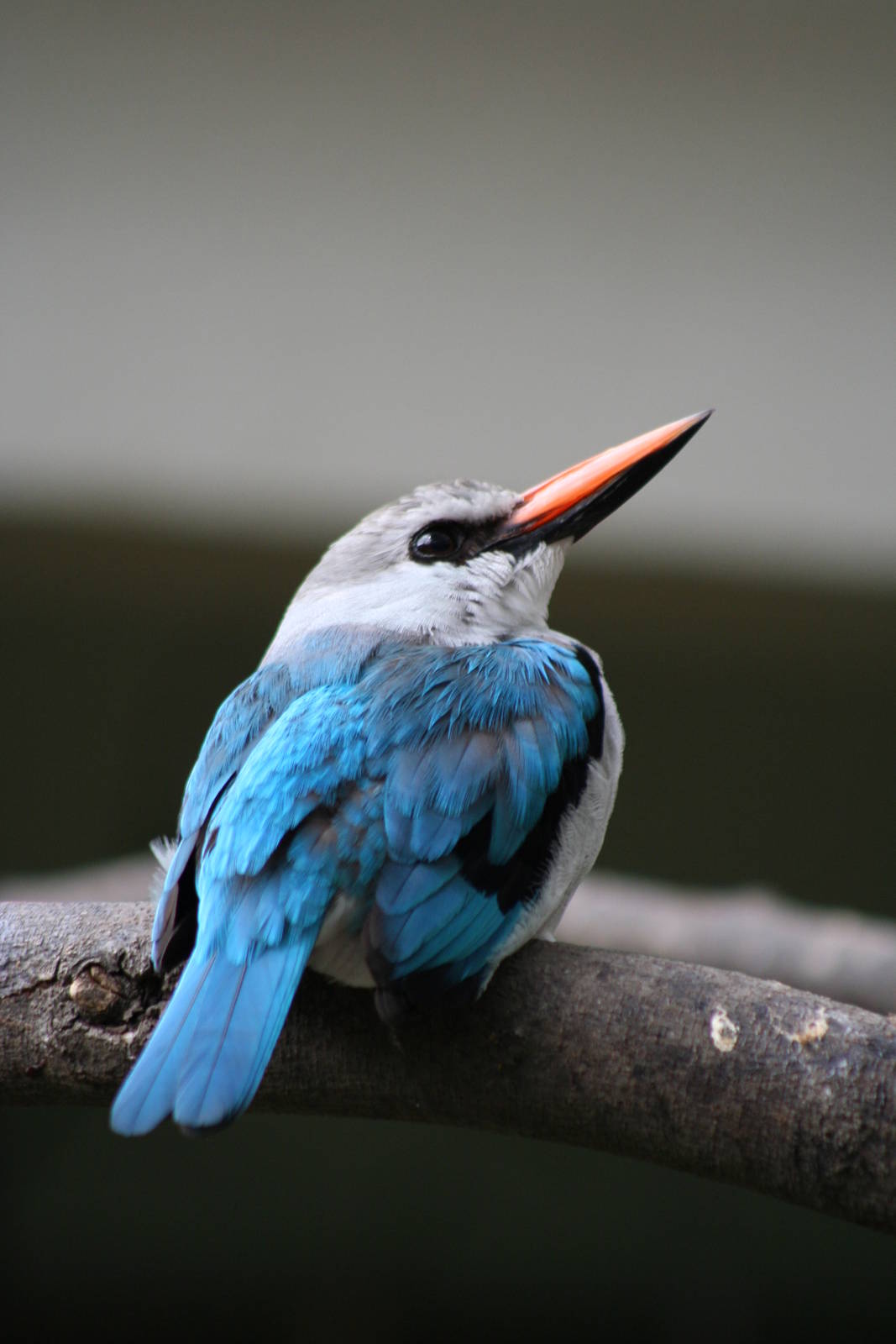 Woodland Kingfisher @ Berlin Zoo; 05.09.2007