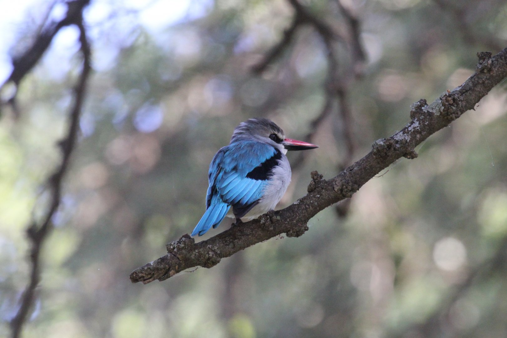 Woodland Kingfisher (Halcyon senegalensis)