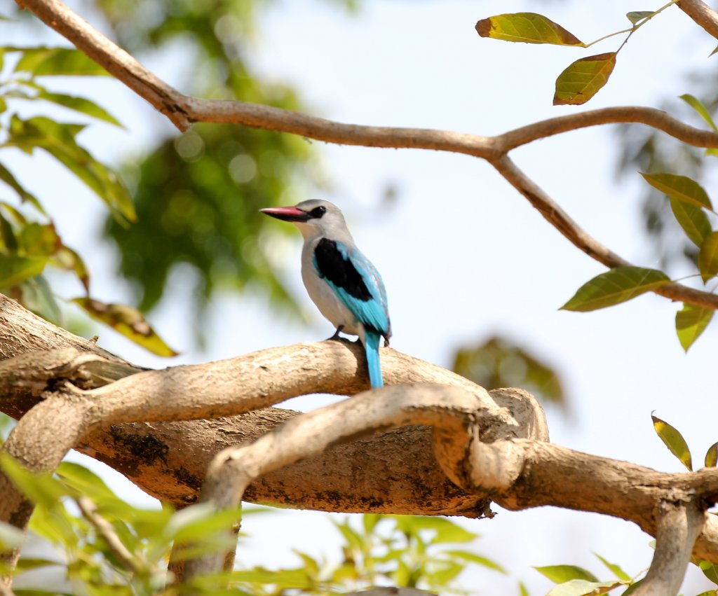 Woodland Kingfisher - wild bird