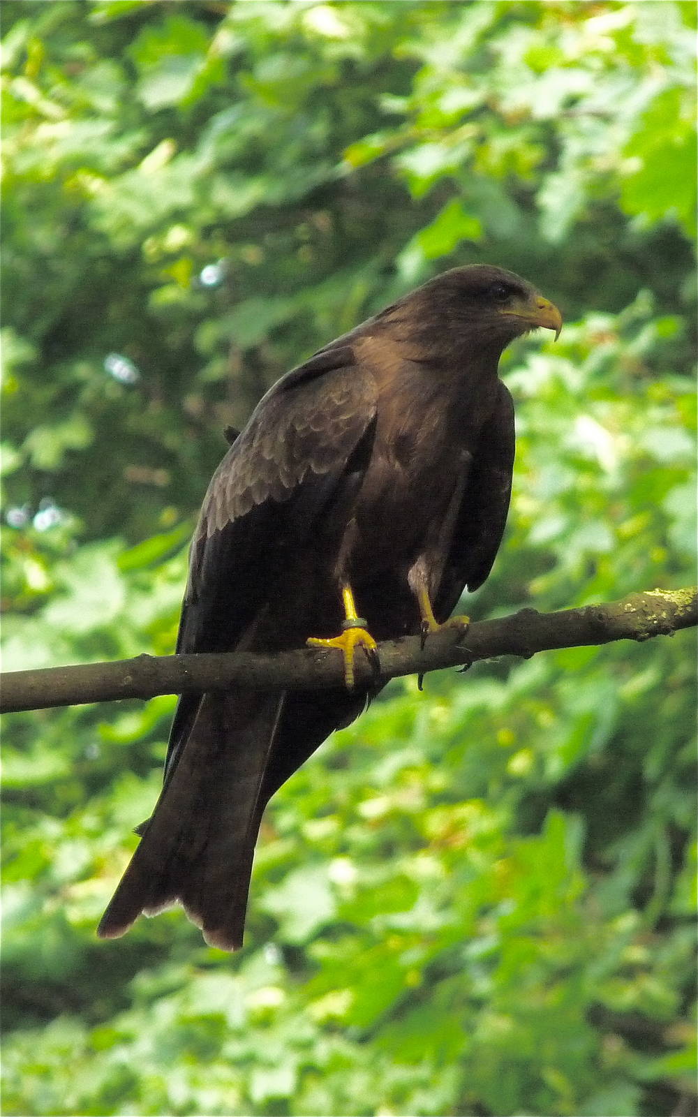 Woodland Owls and Hawks Display