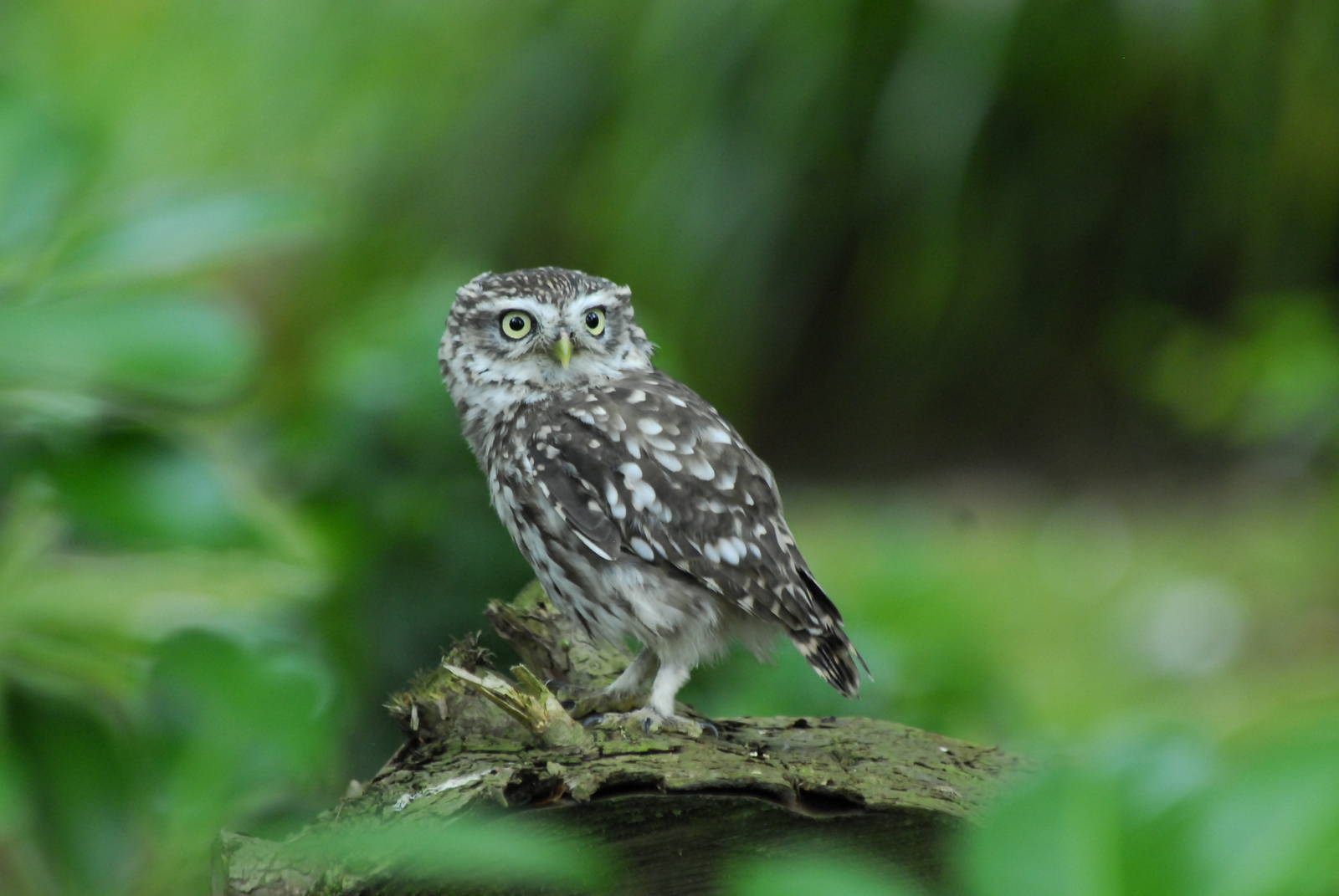 Woodland Owls flying demonstration