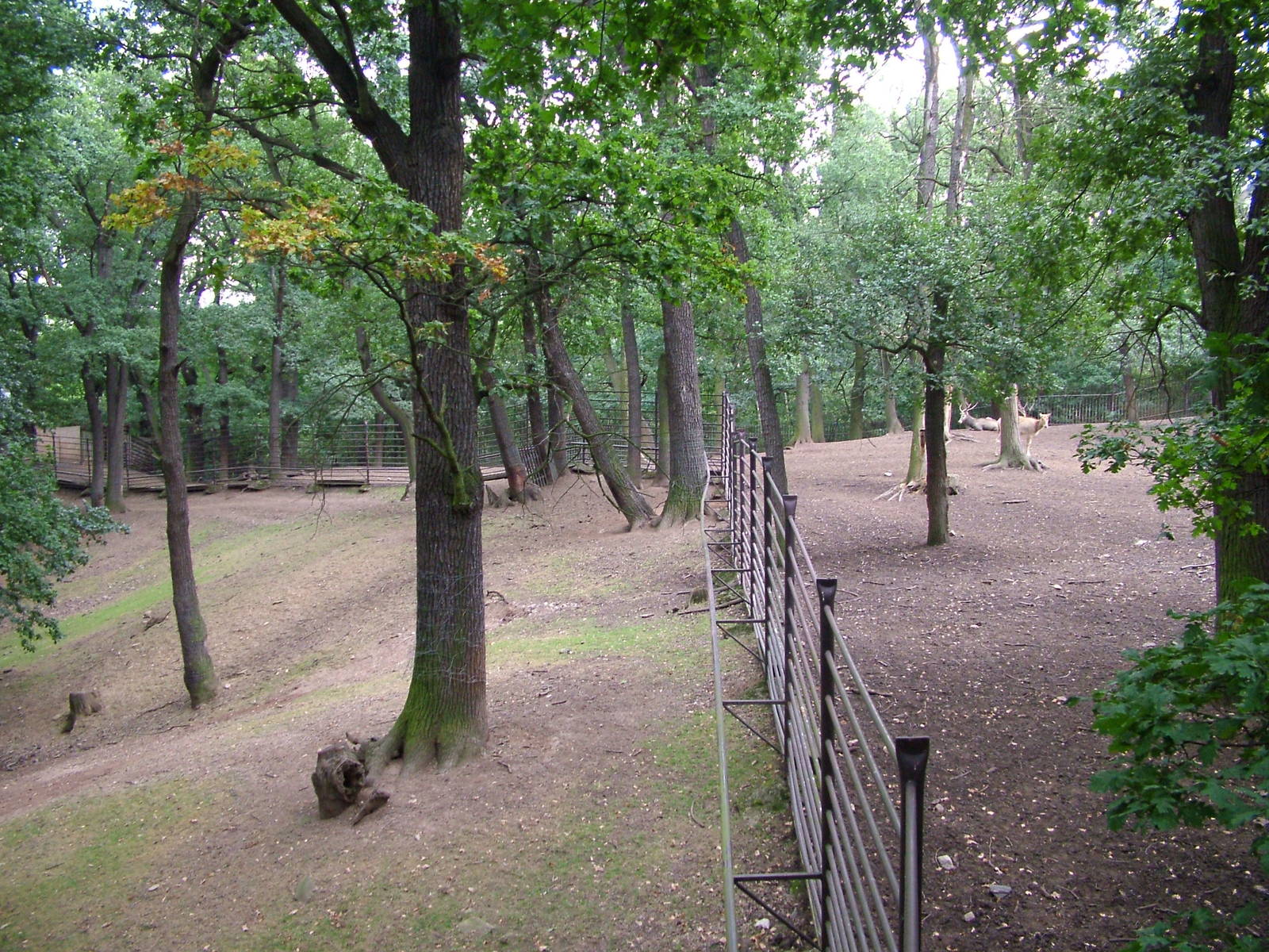 Woodland Paddocks at Chomutov, 30/08/12