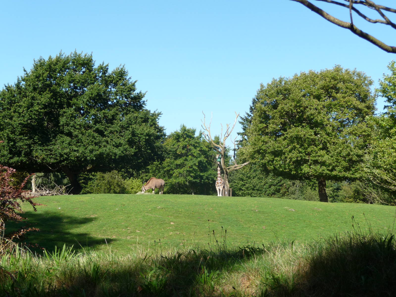 Woodland Park Zoo - African Savanna
