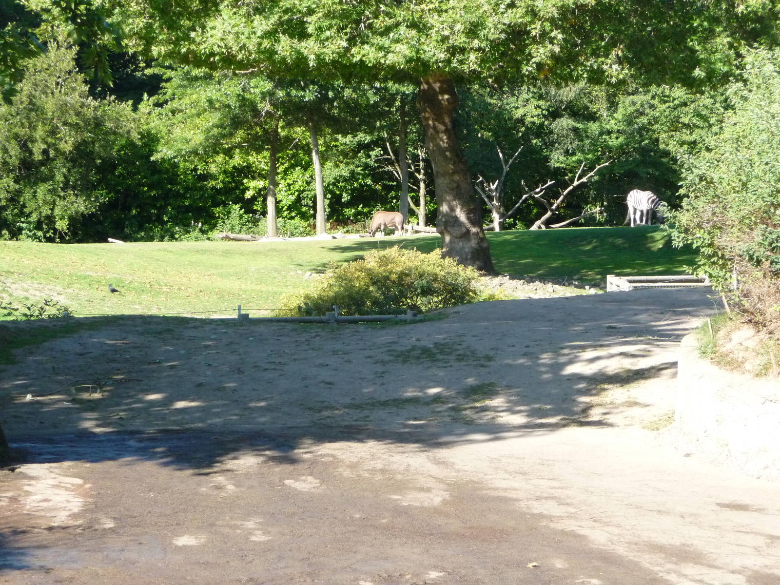 Woodland Park Zoo - African Savanna