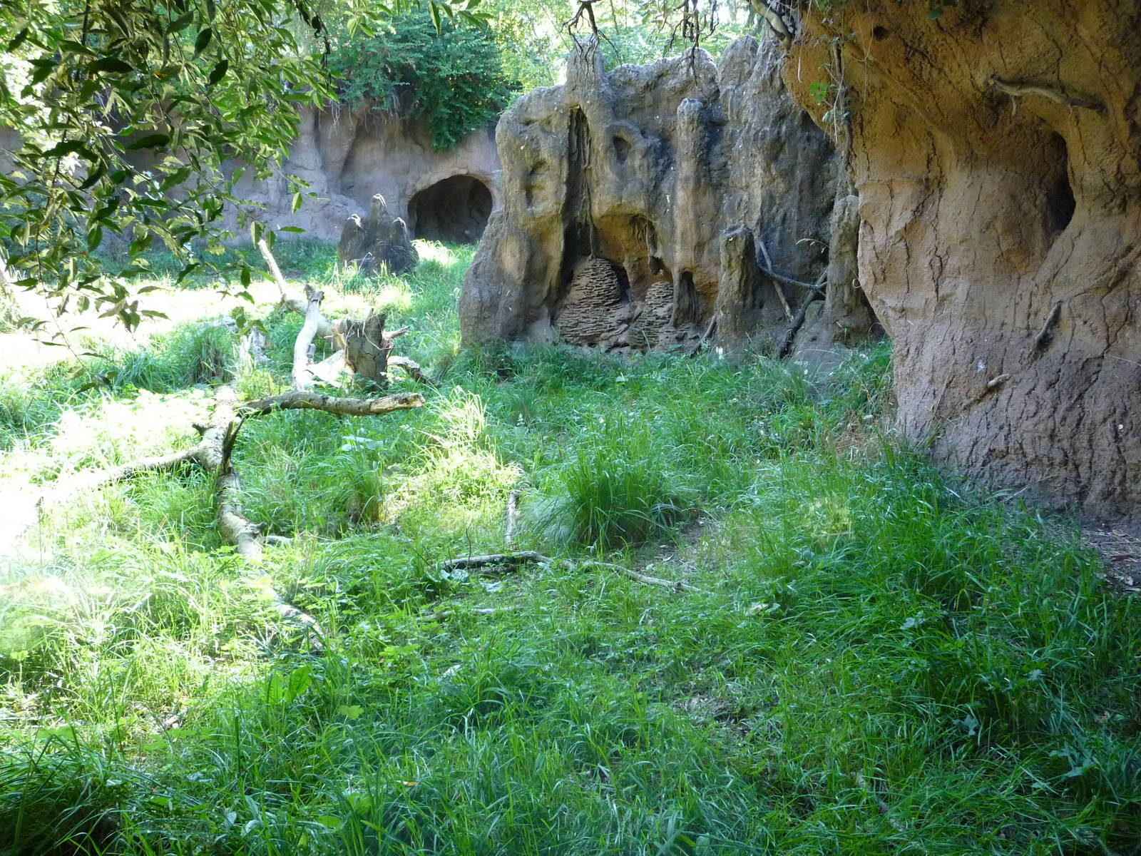 Woodland Park Zoo - African Wild Dog Exhibit