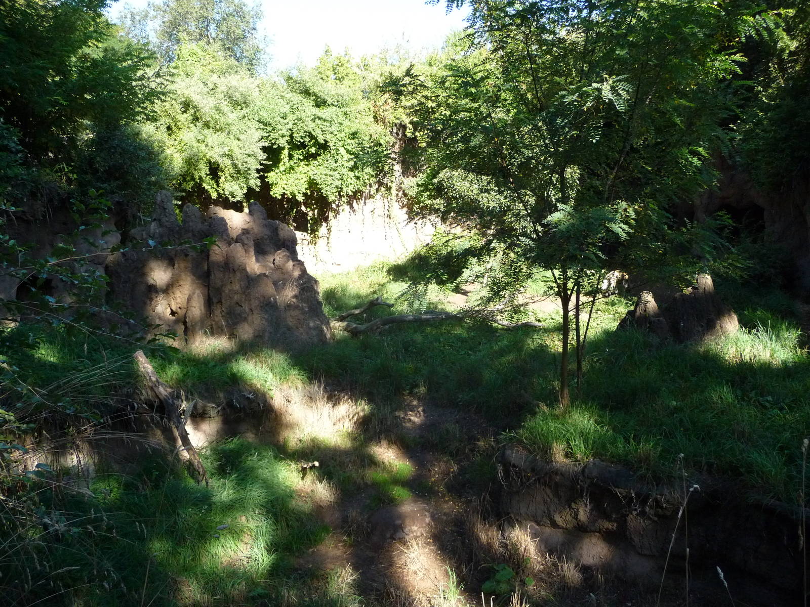 Woodland Park Zoo - African Wild Dog Exhibit
