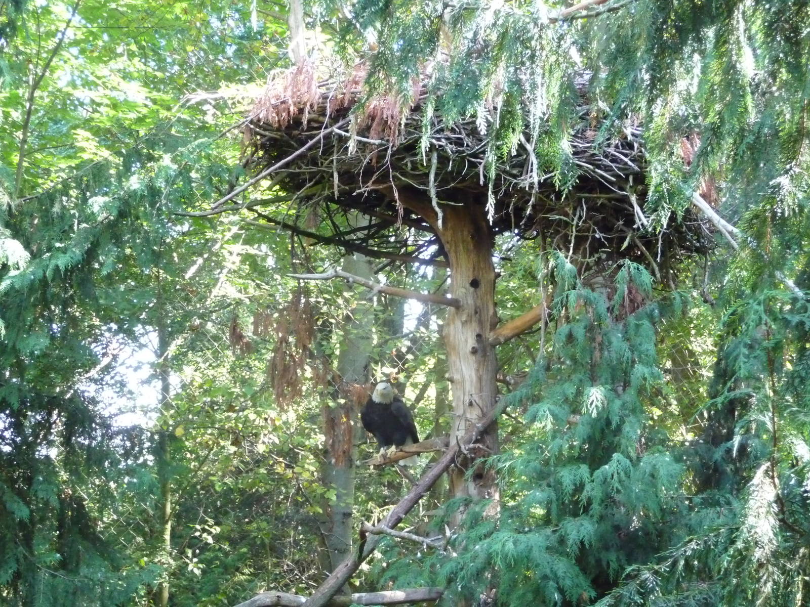 Woodland Park Zoo - Bald Eagle Exhibit