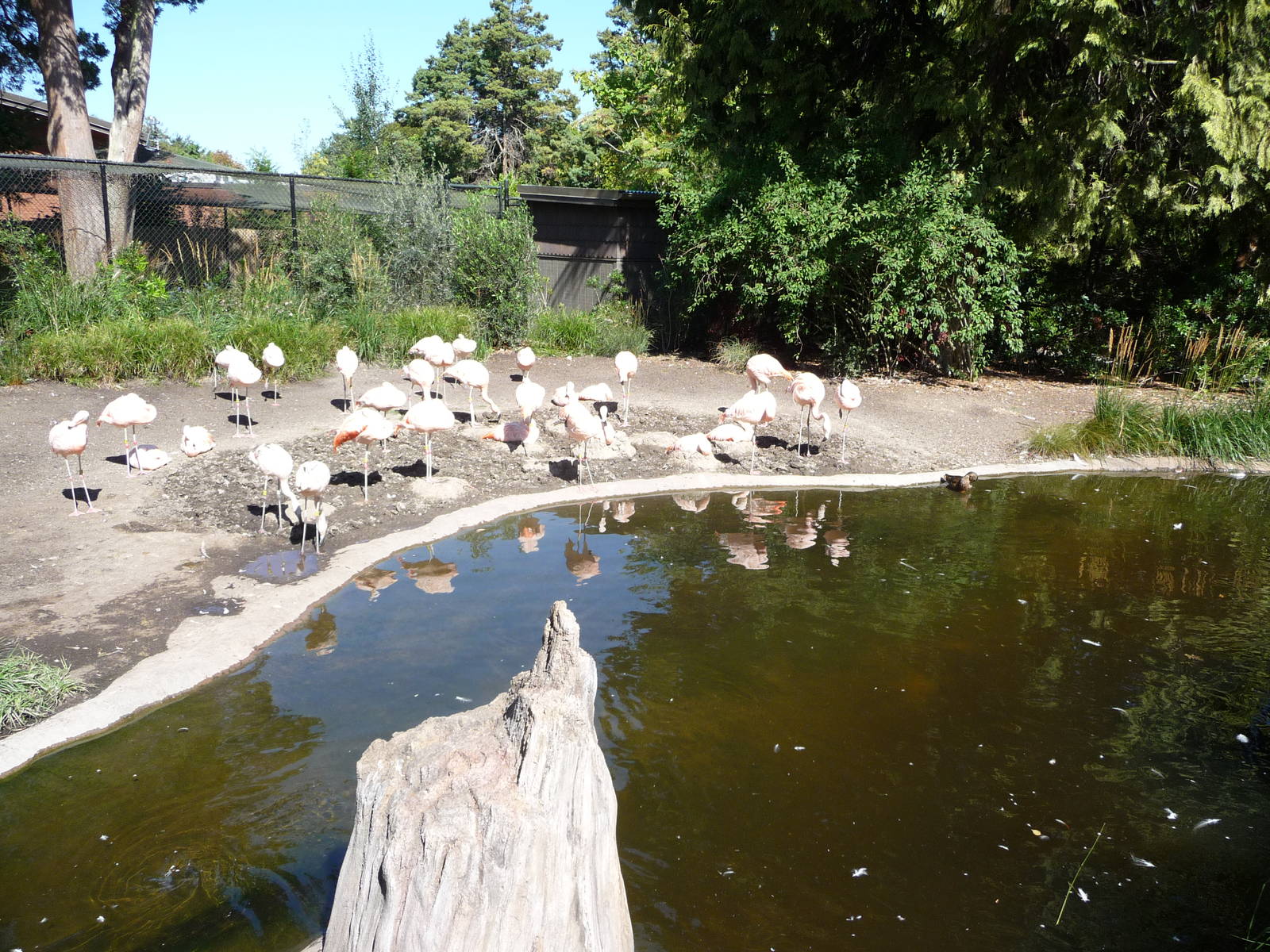 Woodland Park Zoo - Chilean Flamingo Exhibit
