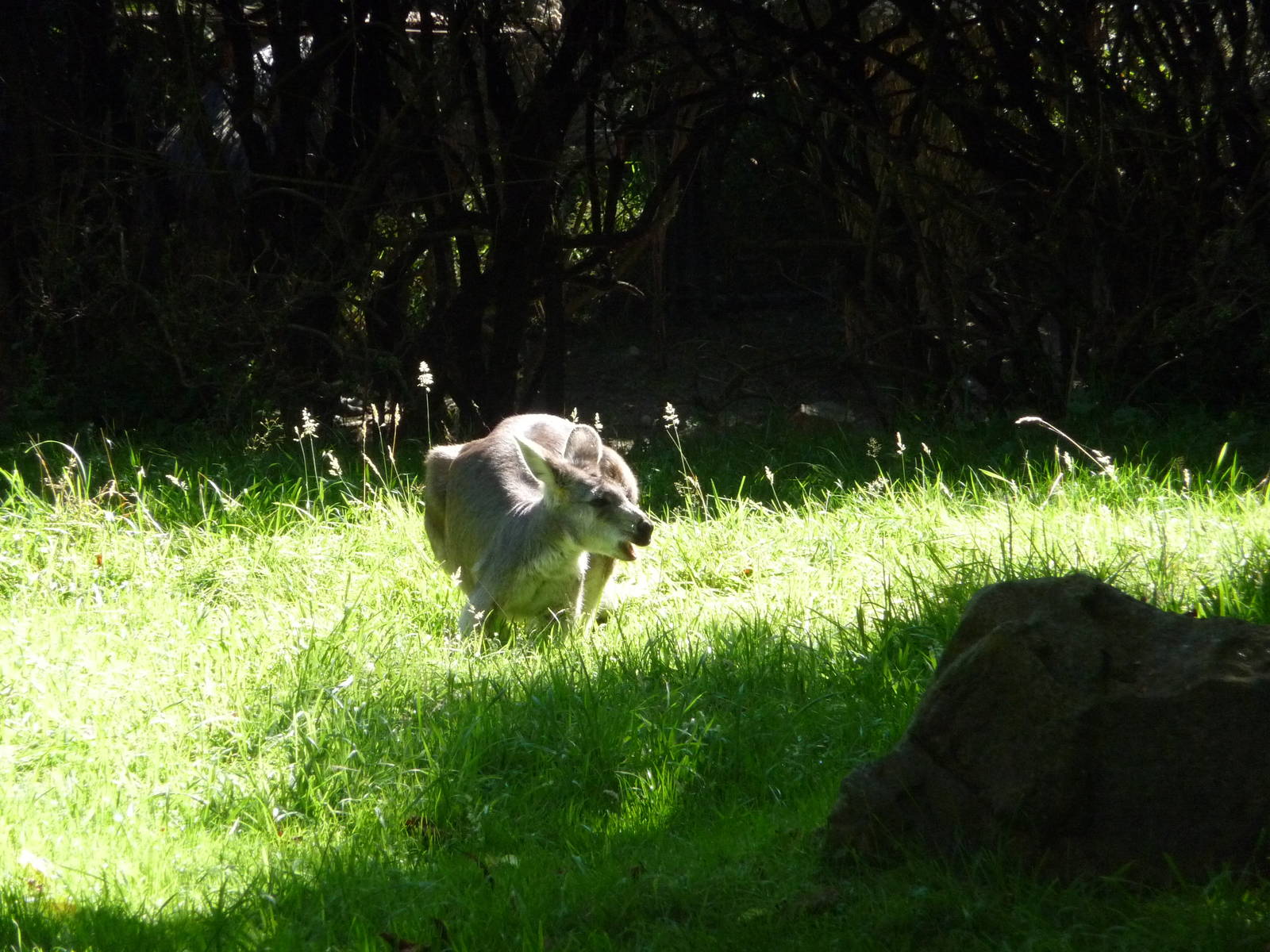 Woodland Park Zoo - Common Wallaroo