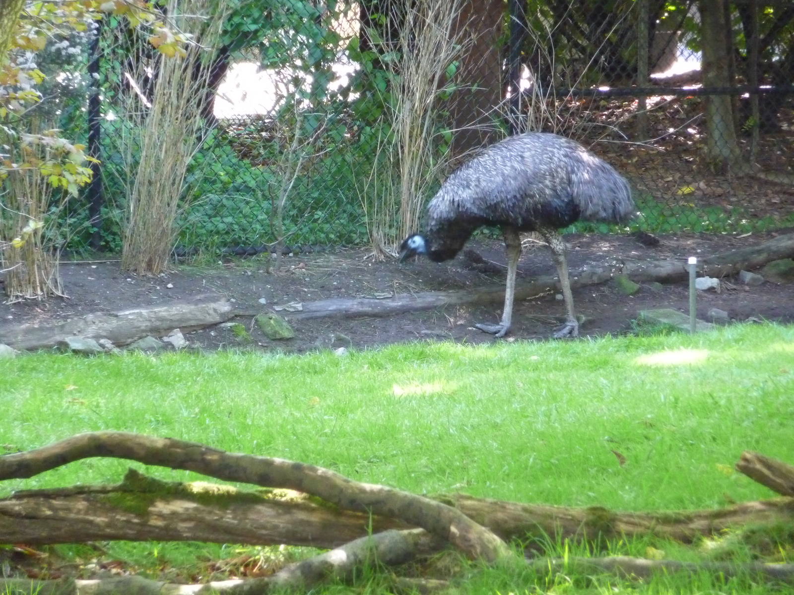 Woodland Park Zoo - Emu