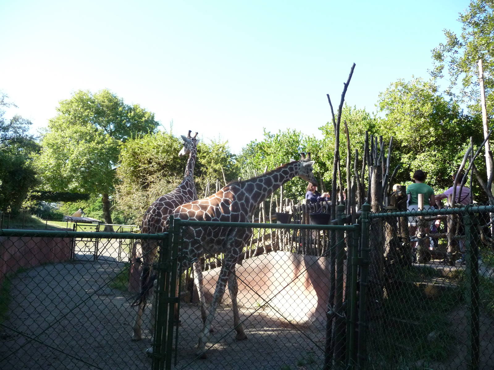 Woodland Park Zoo - Giraffe Feeding Area