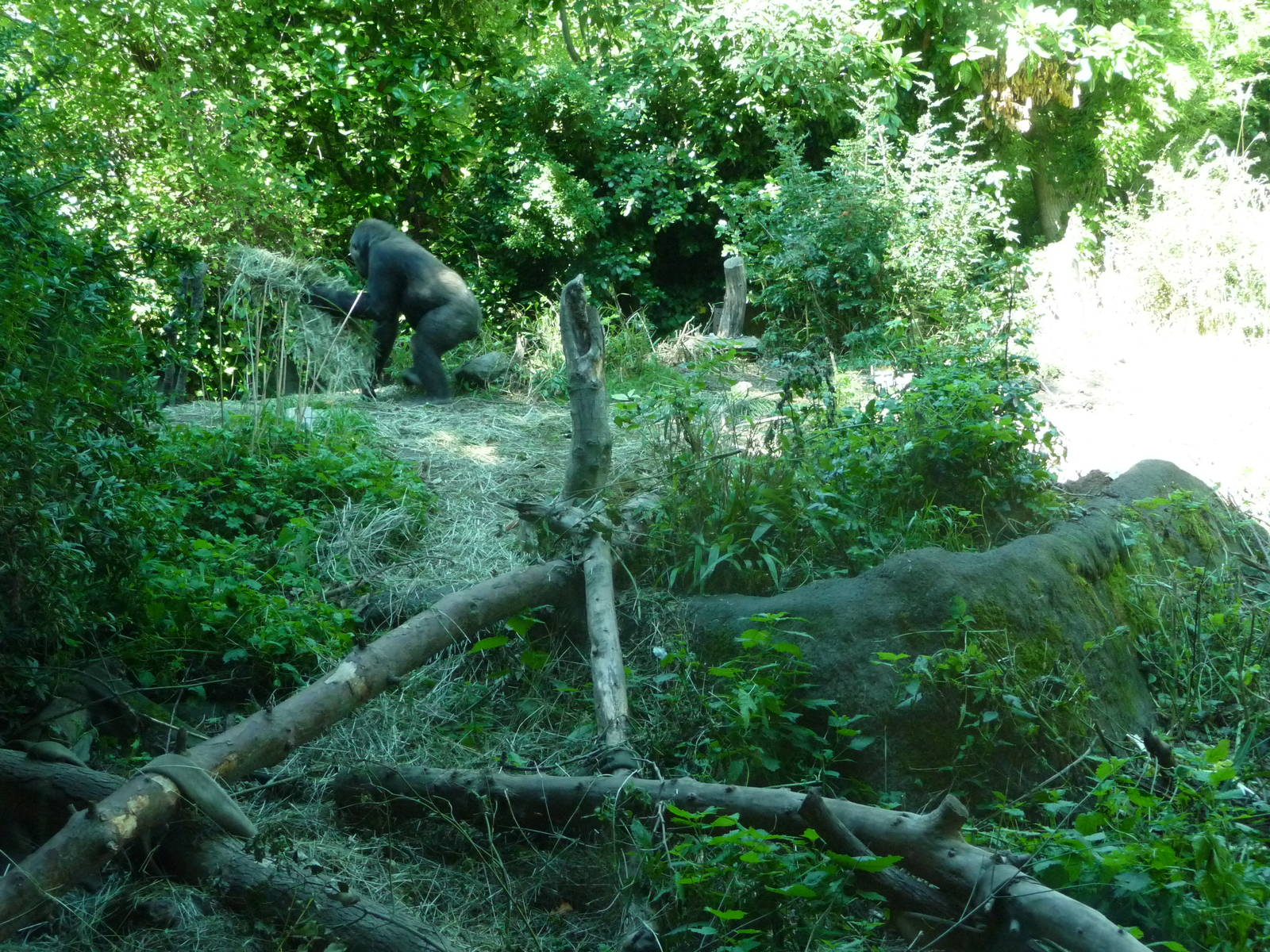 Woodland Park Zoo - Gorilla Exhibit