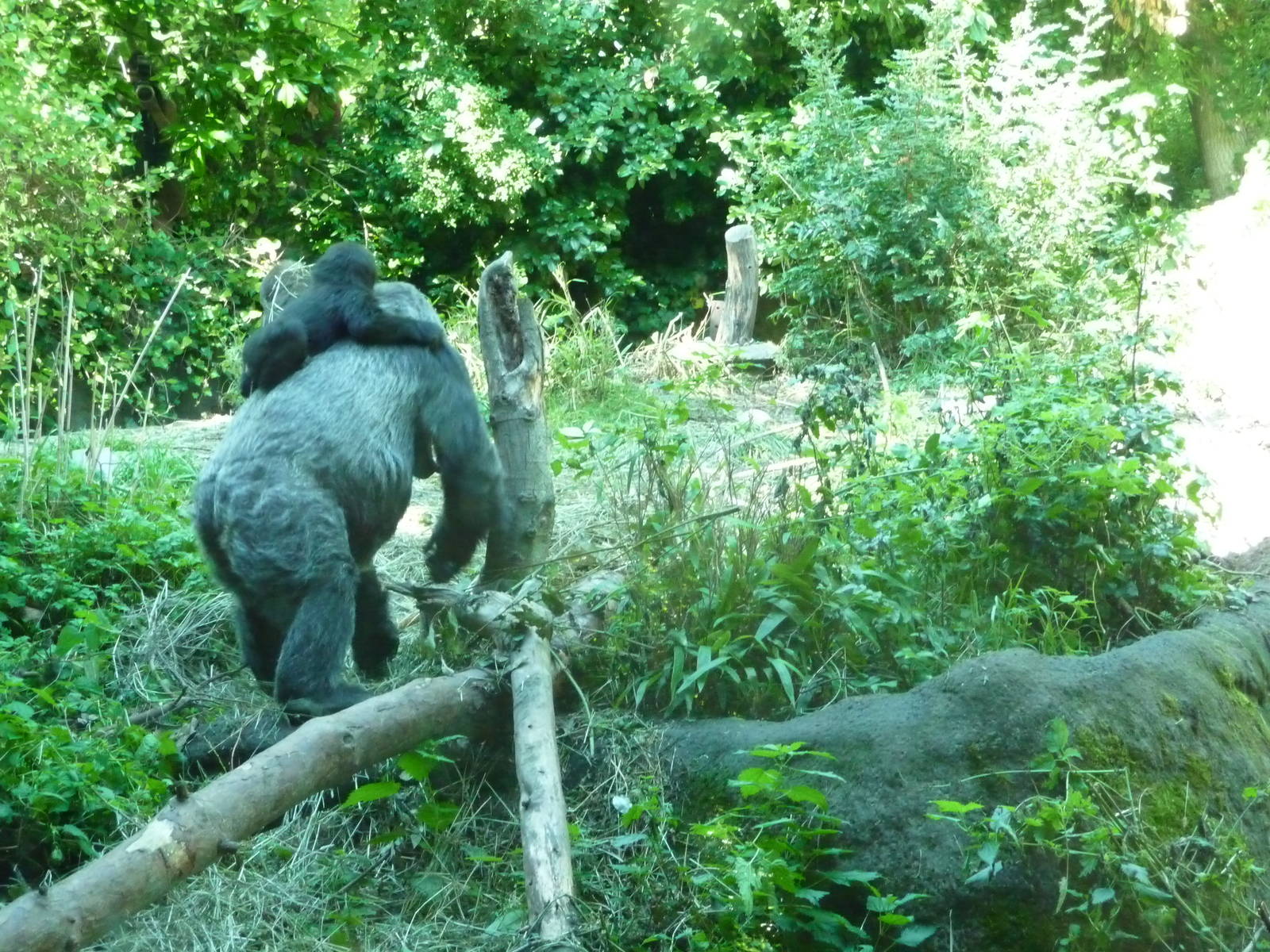 Woodland Park Zoo - Gorilla Exhibit