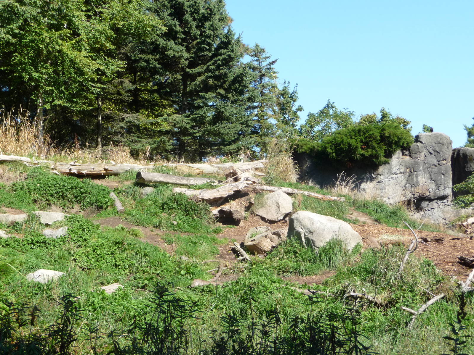 Woodland Park Zoo - Grizzly Bear Exhibit