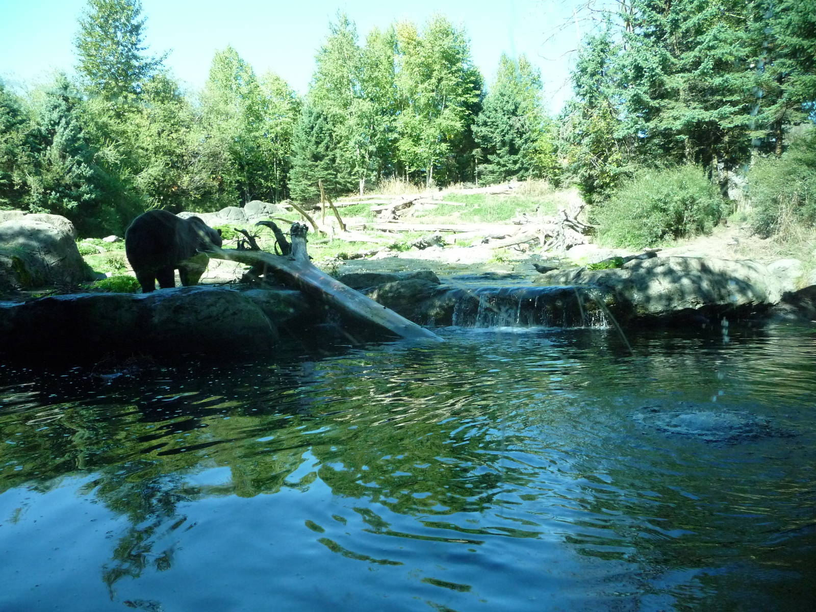 Woodland Park Zoo - Grizzly Bear Exhibit