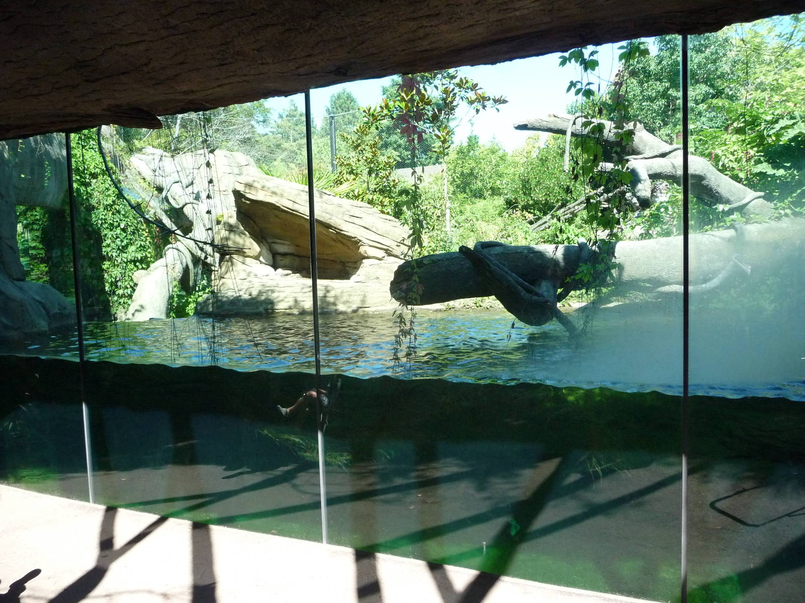 Woodland Park Zoo - Jaguar Cove