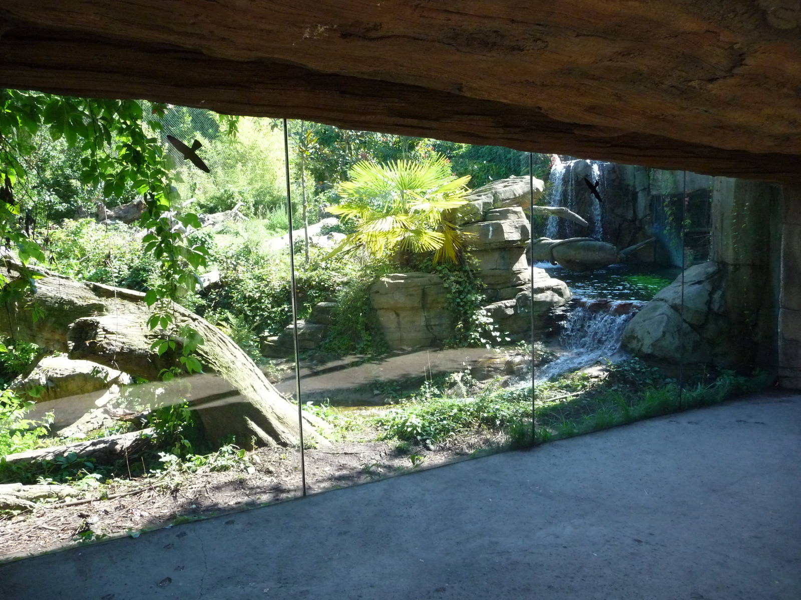 Woodland Park Zoo - Jaguar Cove