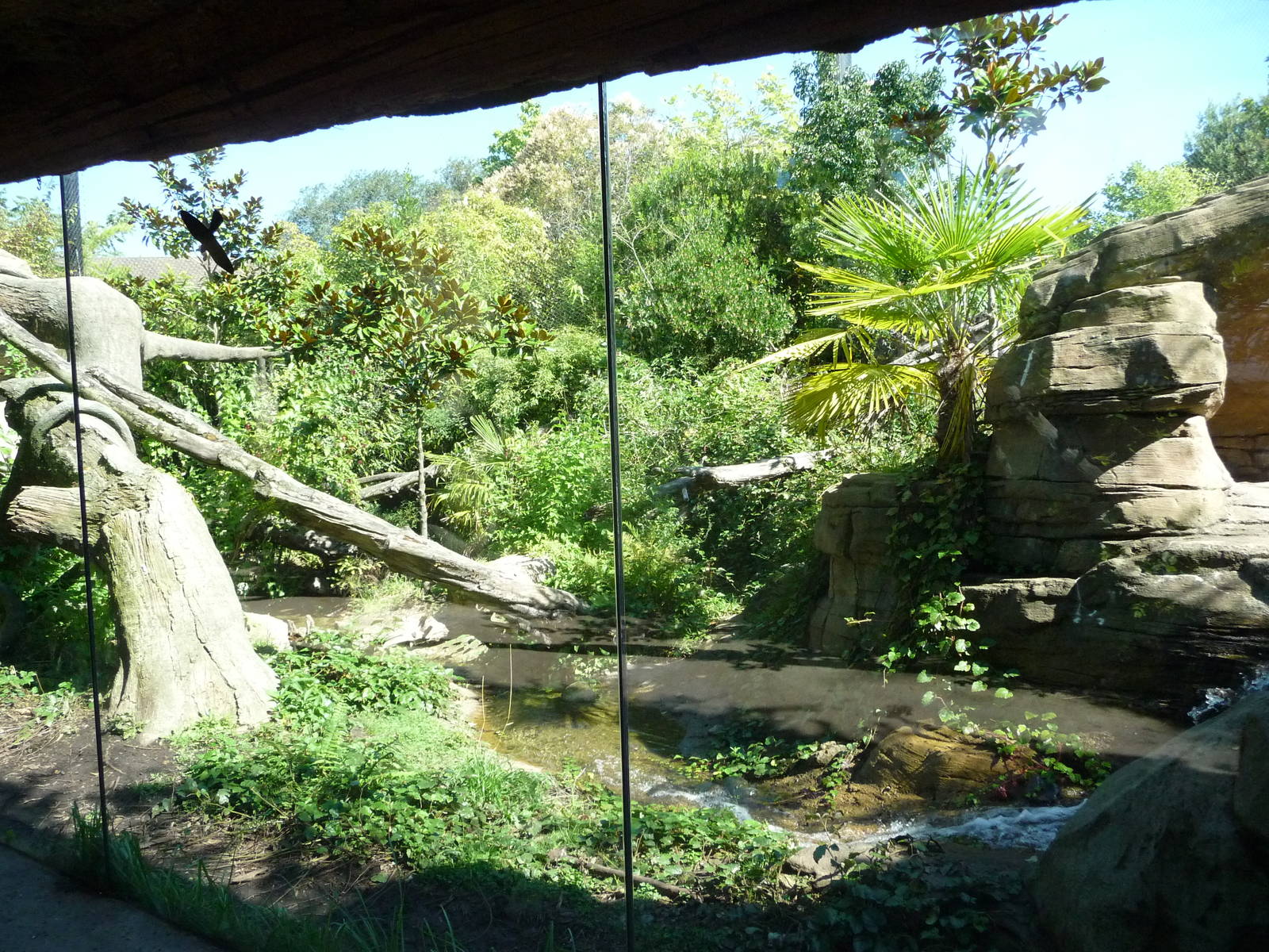 Woodland Park Zoo - Jaguar Cove