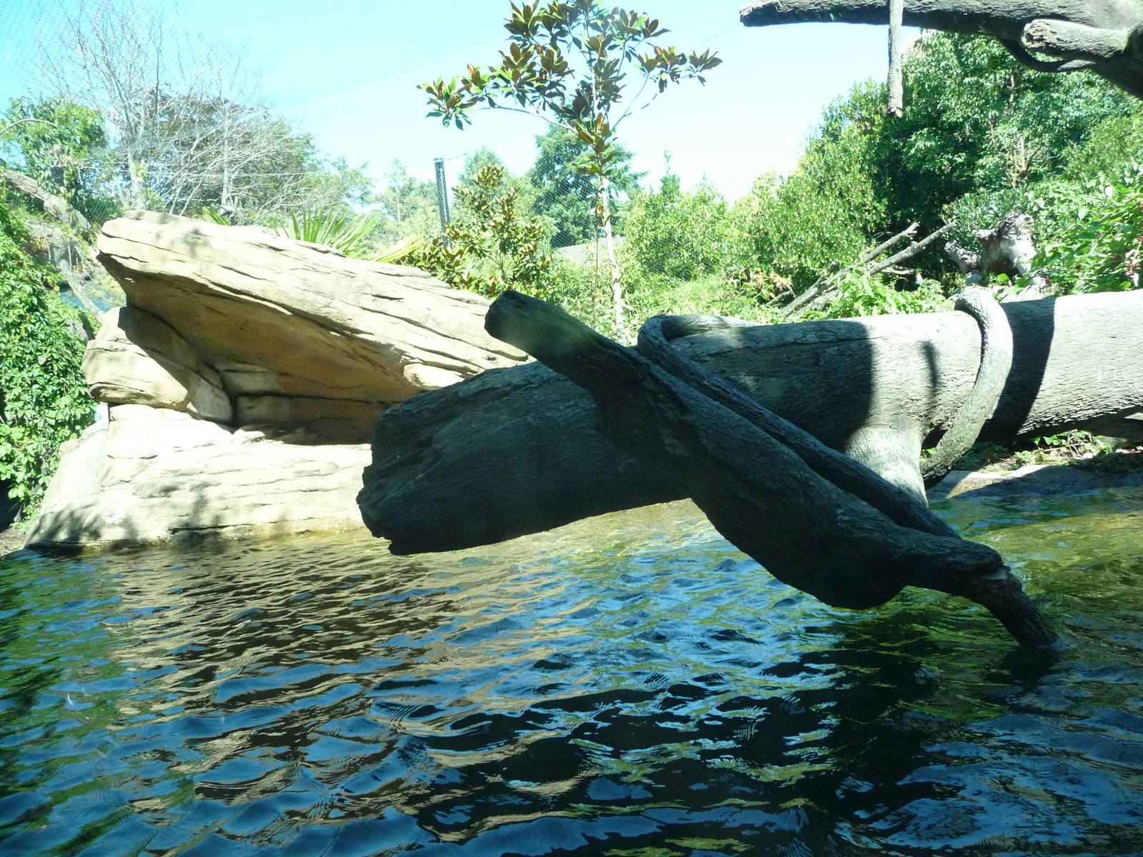 Woodland Park Zoo - Jaguar Cove