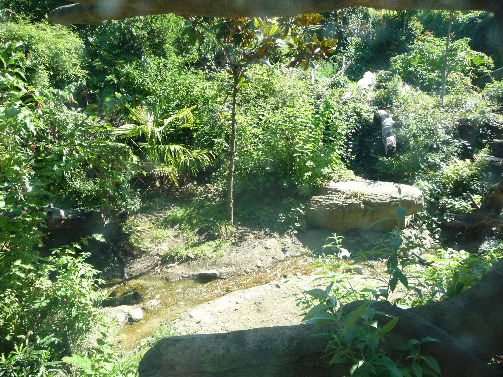 Woodland Park Zoo - Jaguar Cove