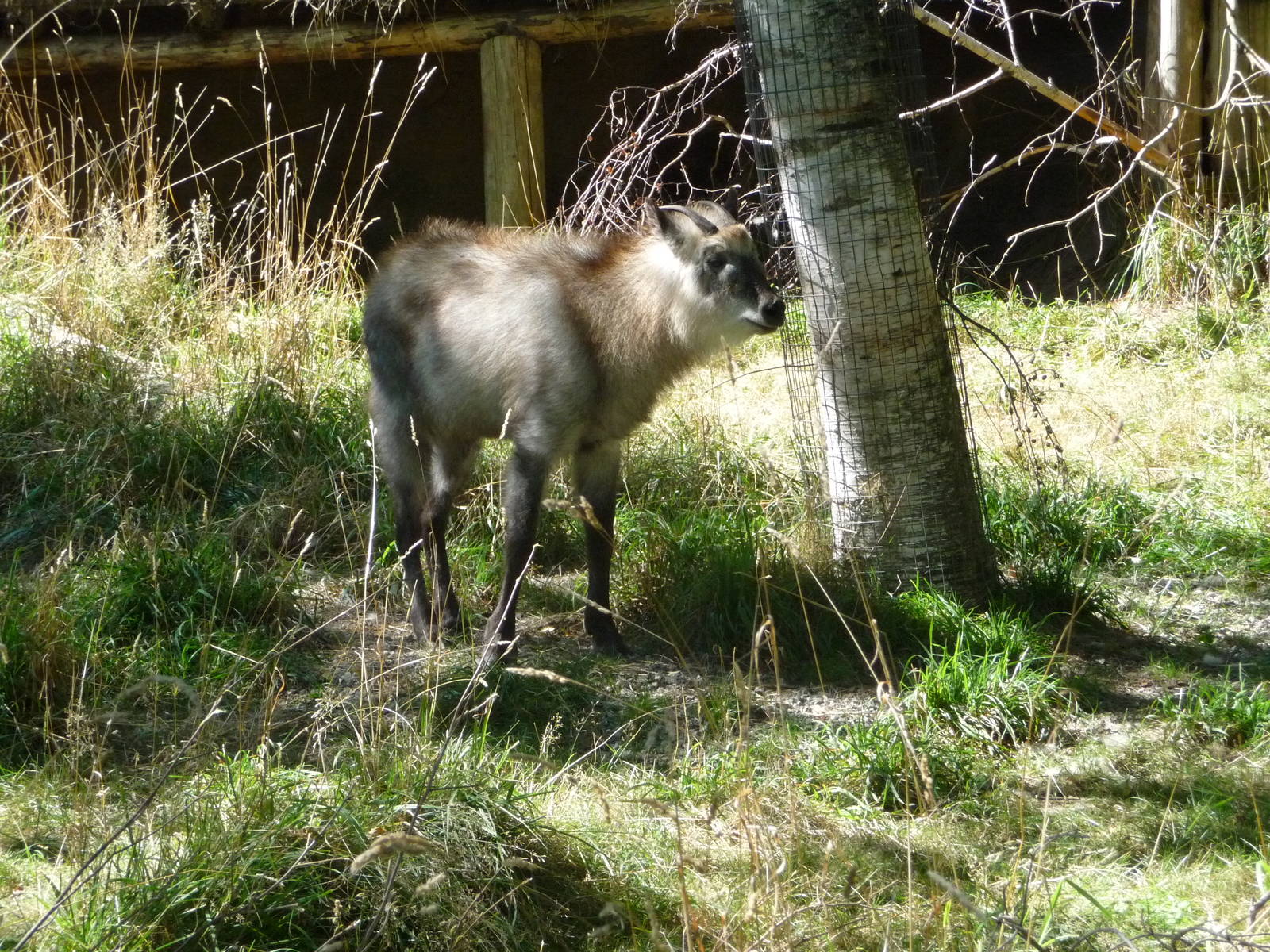 Woodland Park Zoo - Japanese Serow