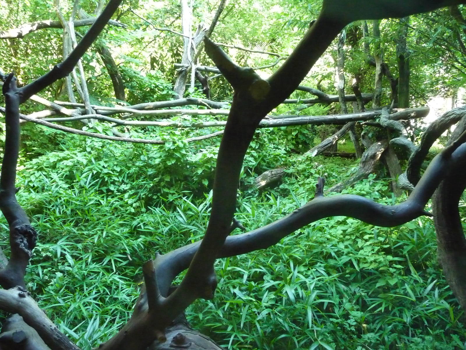 Woodland Park Zoo - Lion-Tailed Macaque Exhibit