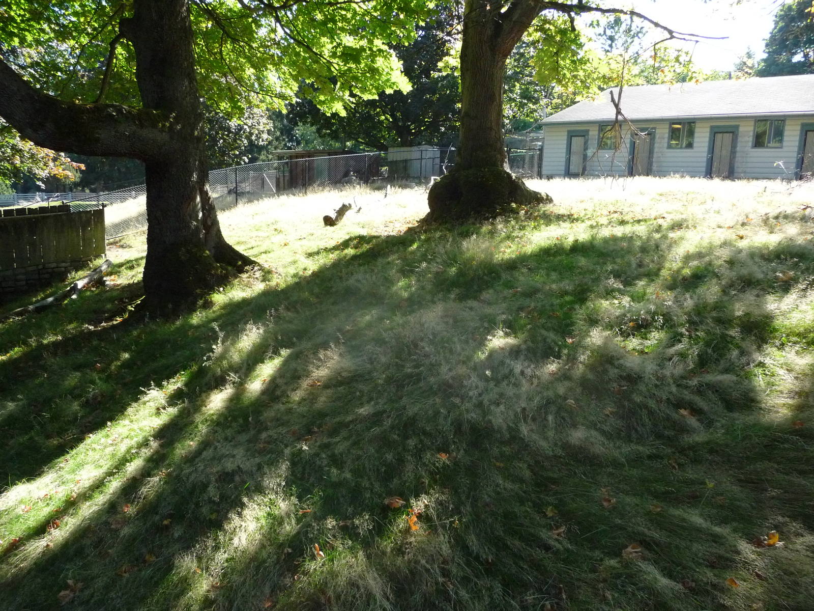 Woodland Park Zoo - Lowland Anoa Exhibit