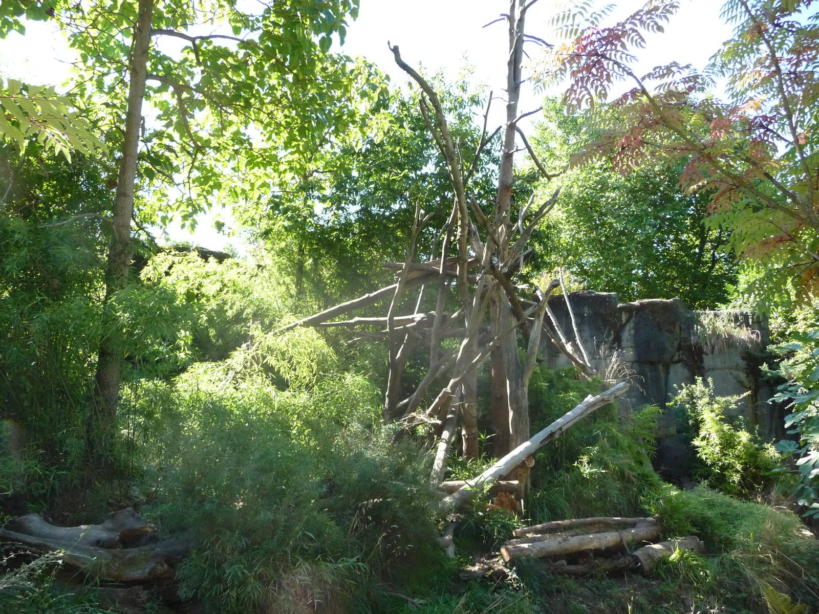 Woodland Park Zoo - Orangutan Exhibit