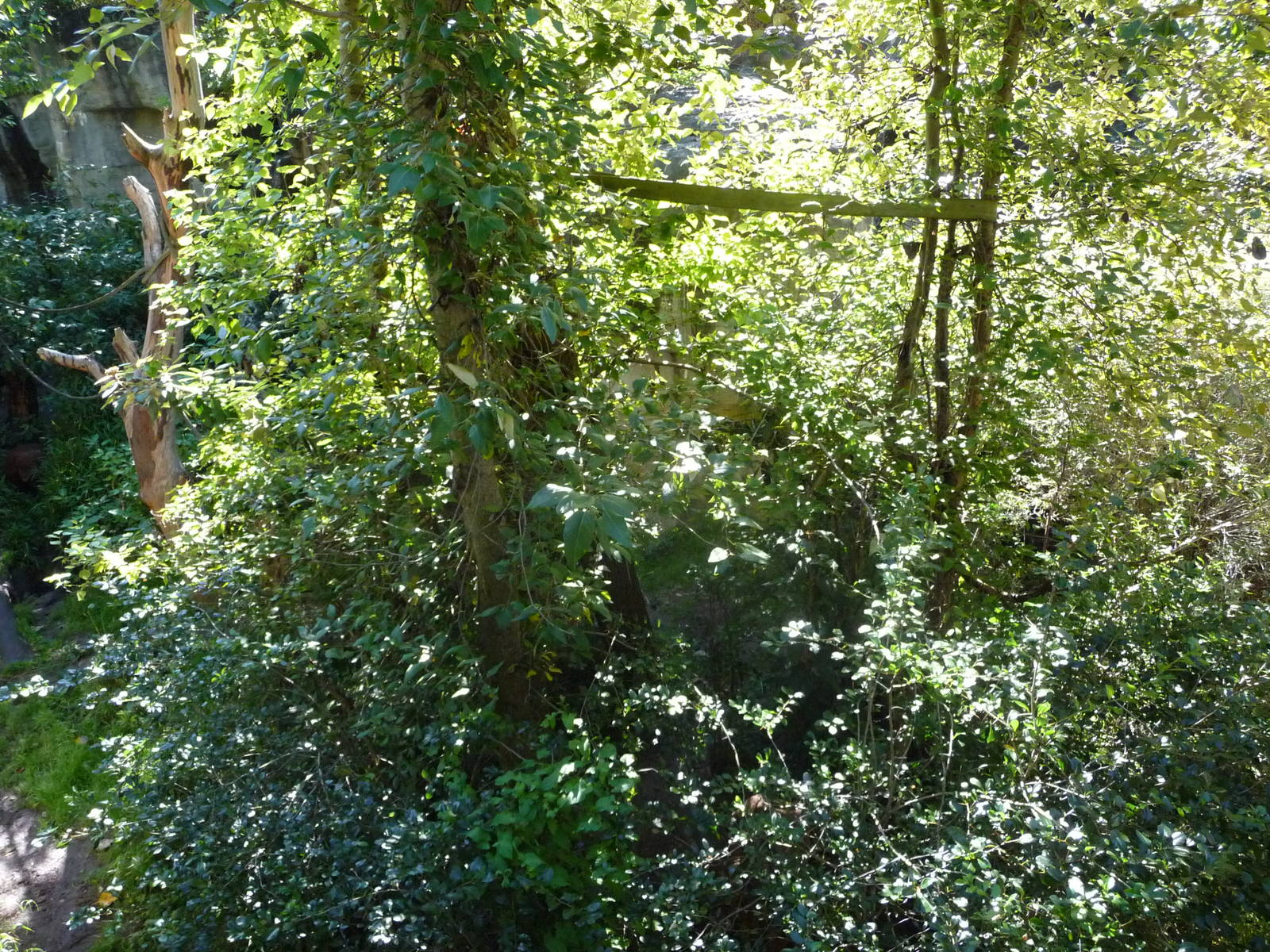 Woodland Park Zoo - Orangutan Exhibit