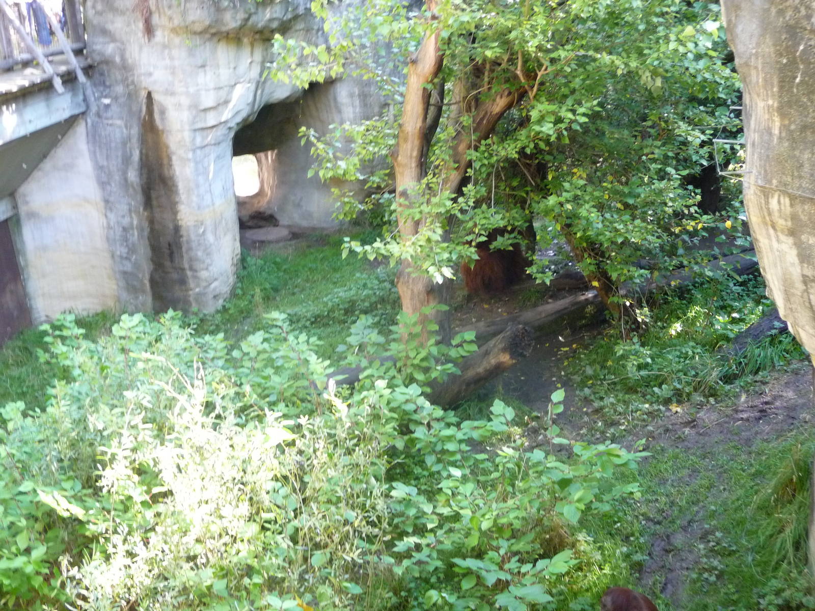 Woodland Park Zoo - Orangutan Exhibit
