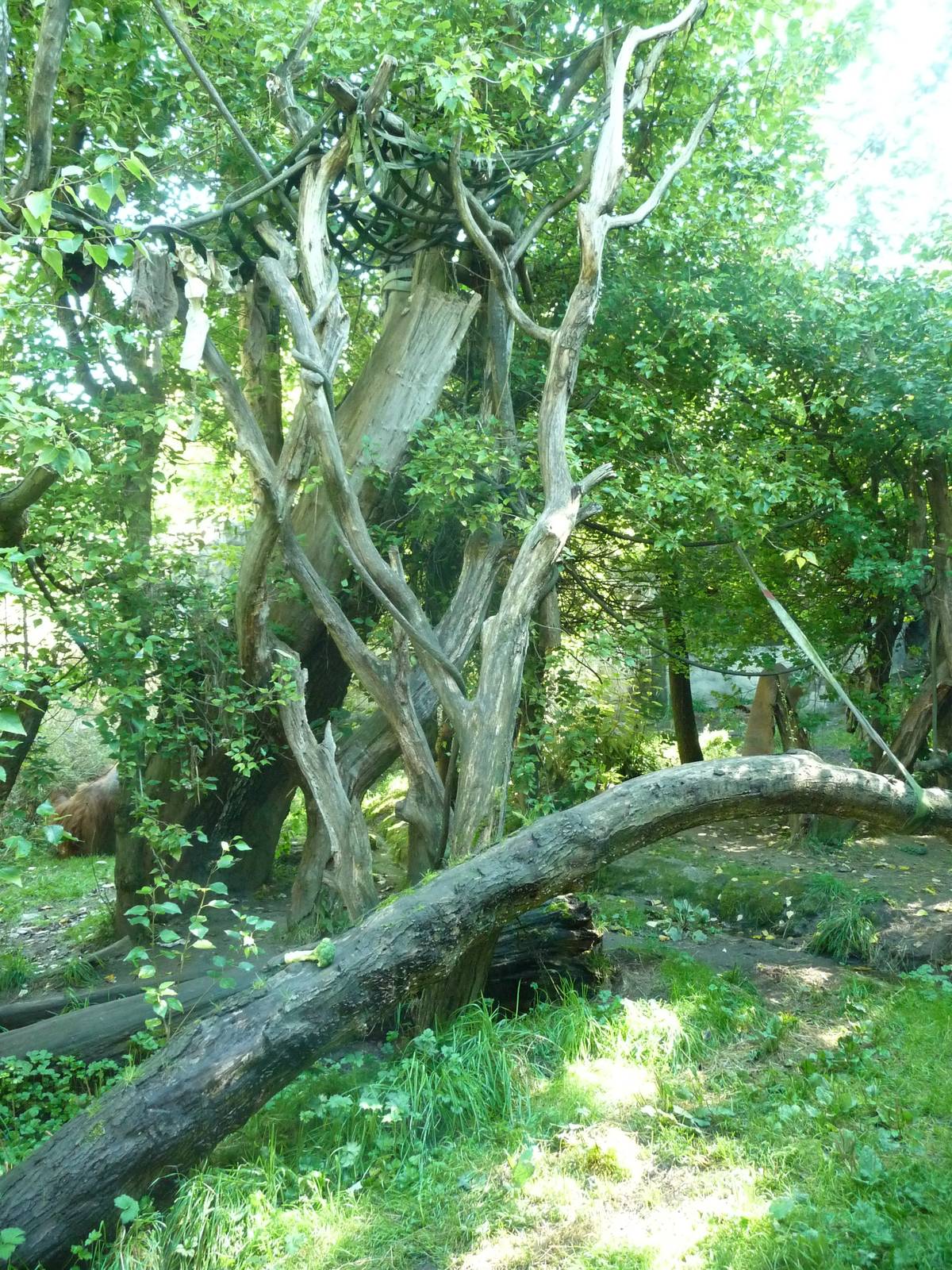 Woodland Park Zoo - Orangutan Exhibit