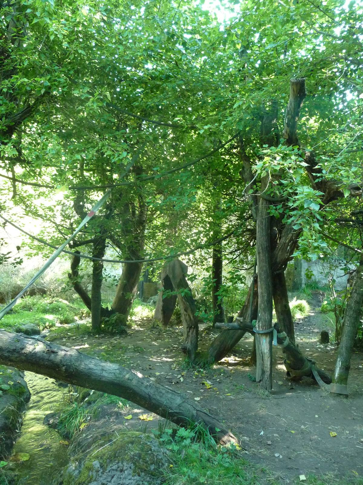Woodland Park Zoo - Orangutan Exhibit
