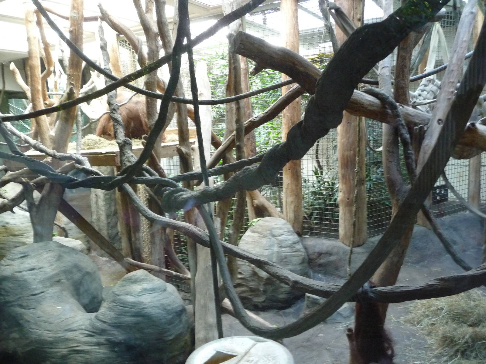 Woodland Park Zoo - Orangutan Indoor Exhibit