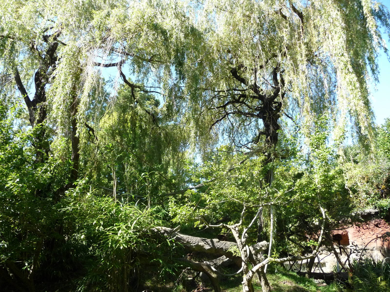 Woodland Park Zoo - Red-Ruffed Lemur Exhibit