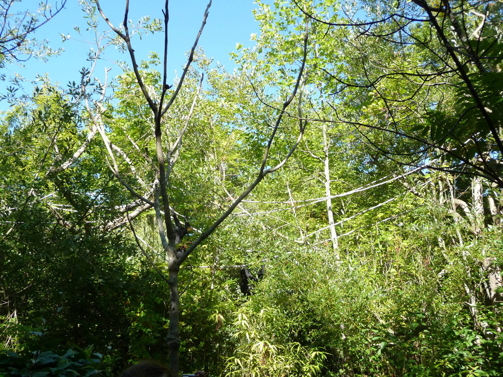 Woodland Park Zoo - Siamang Exhibit