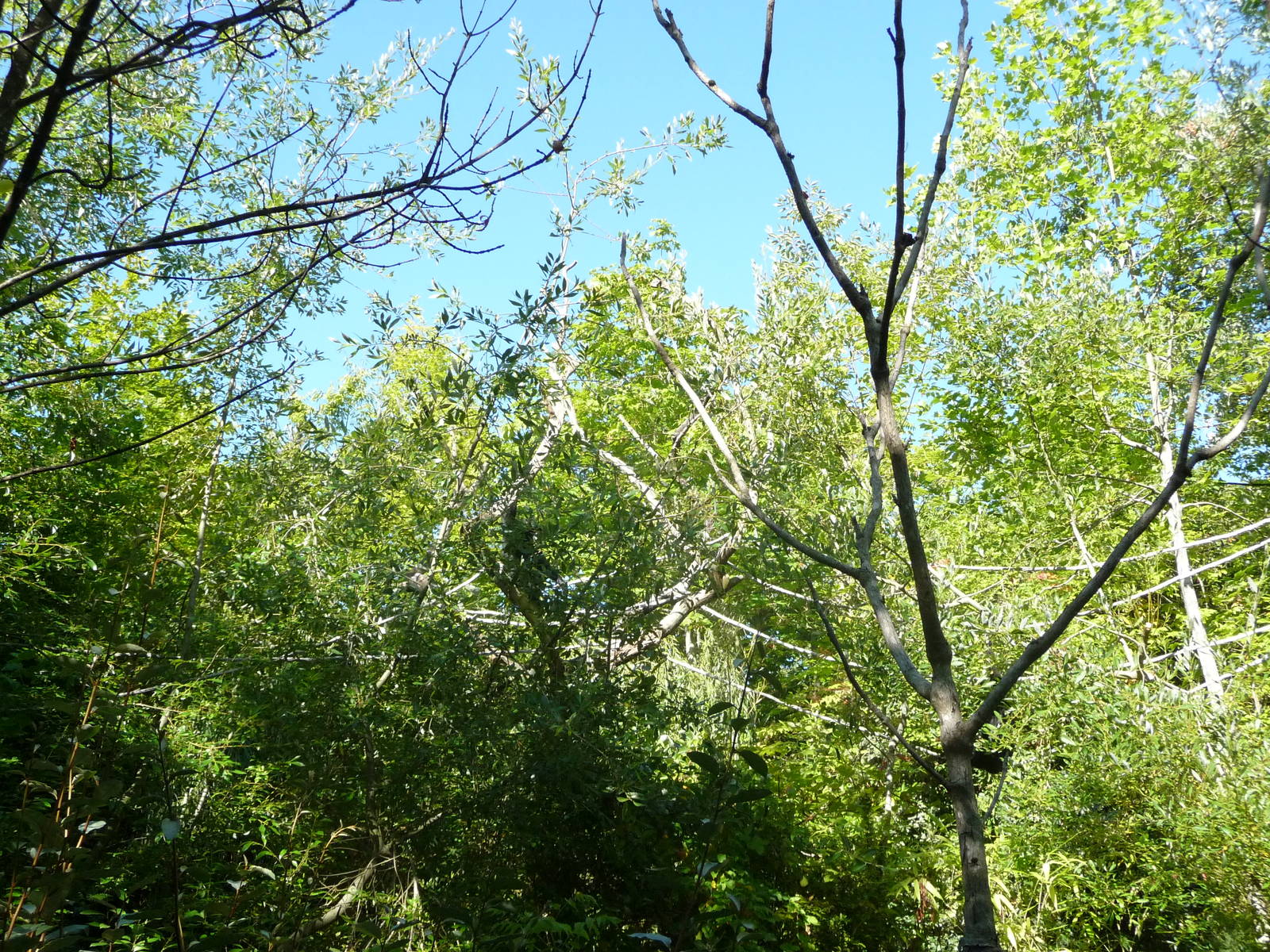 Woodland Park Zoo - Siamang Exhibit