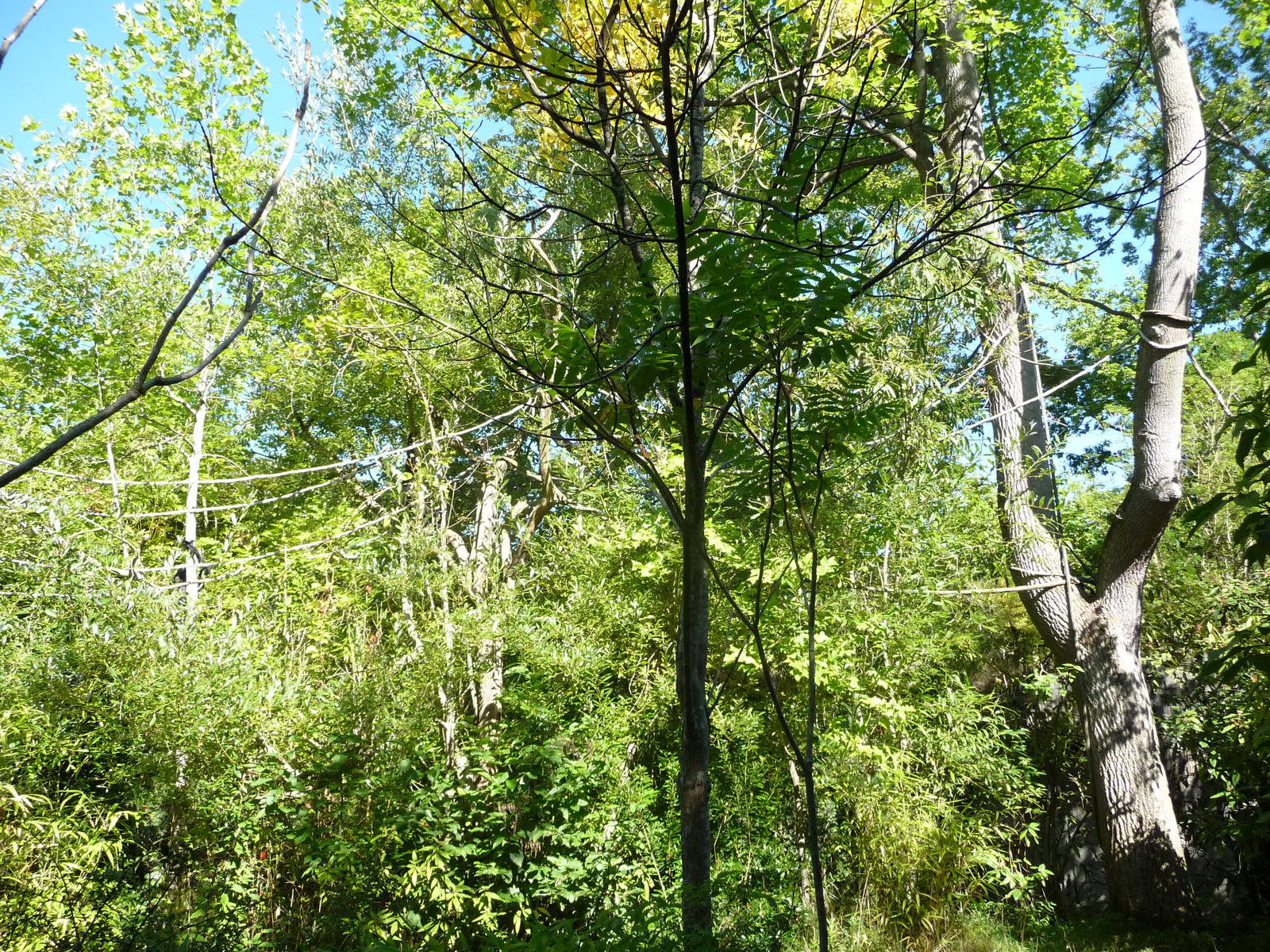 Woodland Park Zoo - Siamang Exhibit