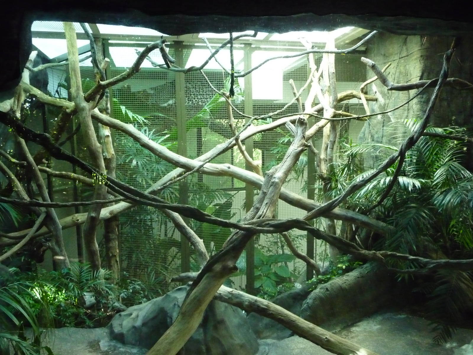 Woodland Park Zoo - Siamang Indoor Exhibit