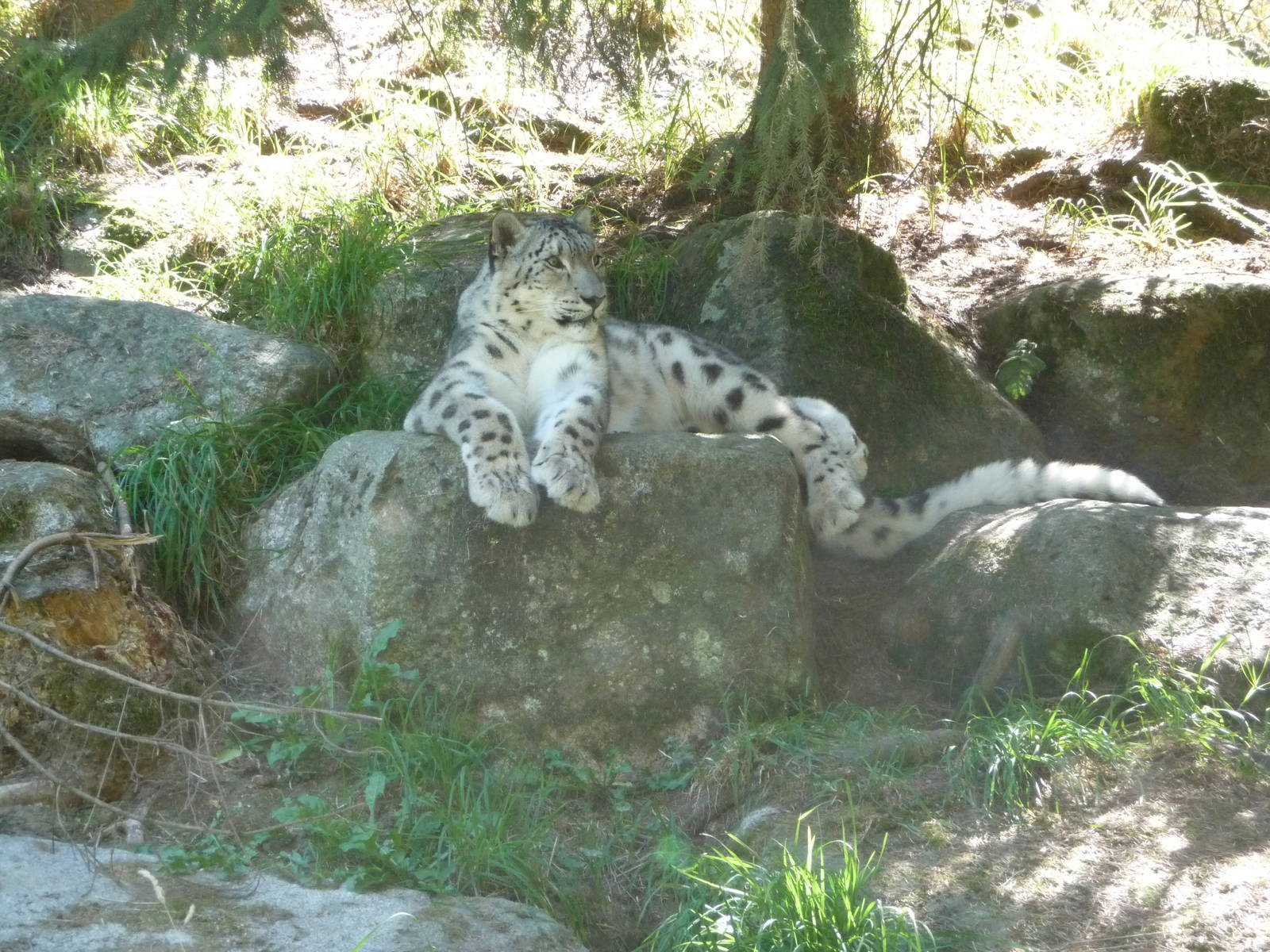 Woodland Park Zoo - Snow Leopard