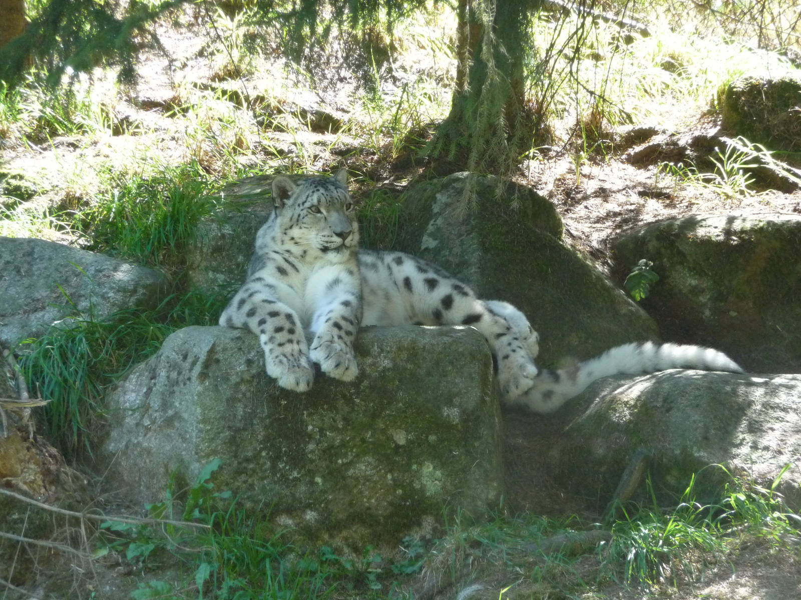 Woodland Park Zoo - Snow Leopard