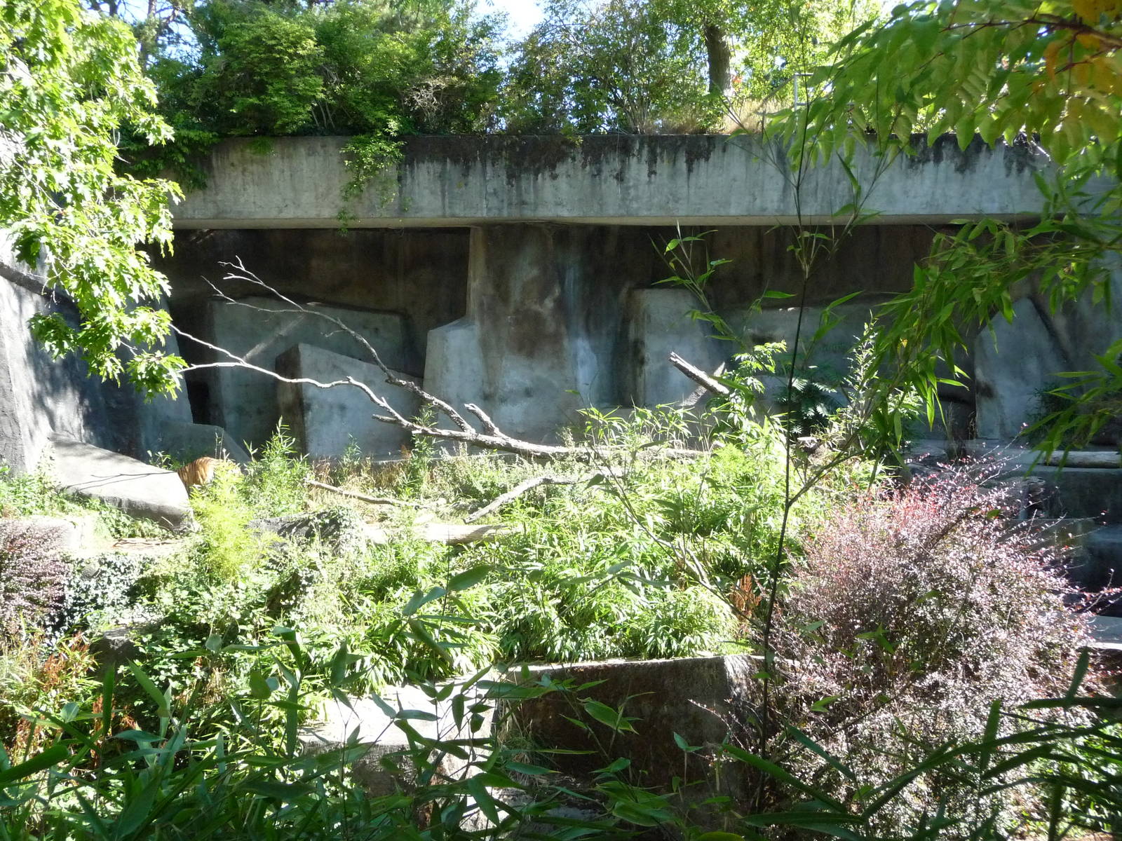 Woodland Park Zoo - Sumatran Tiger Exhibit