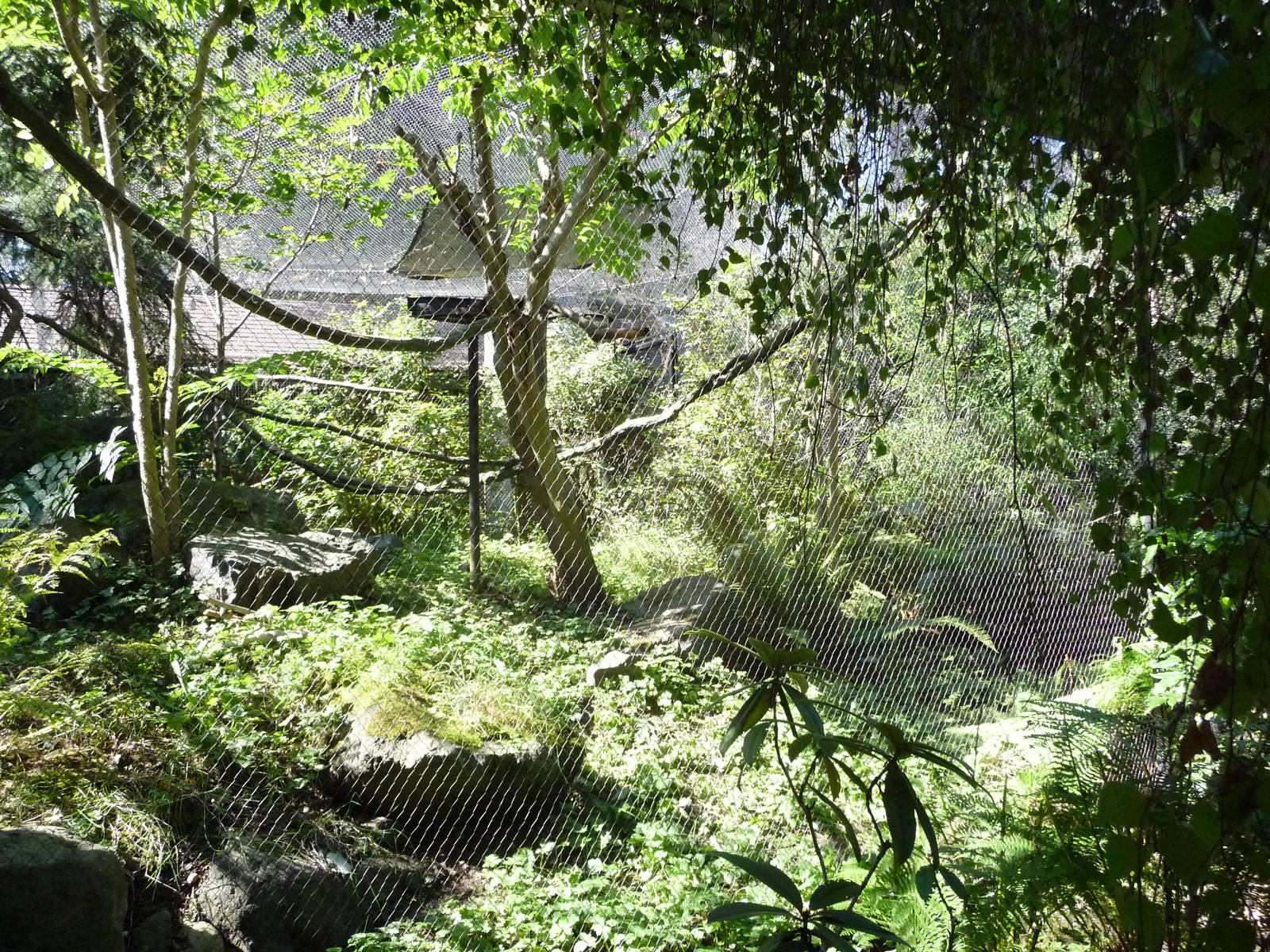 Woodland Park Zoo - Sunda Wrinkled Hornbill Exhibit