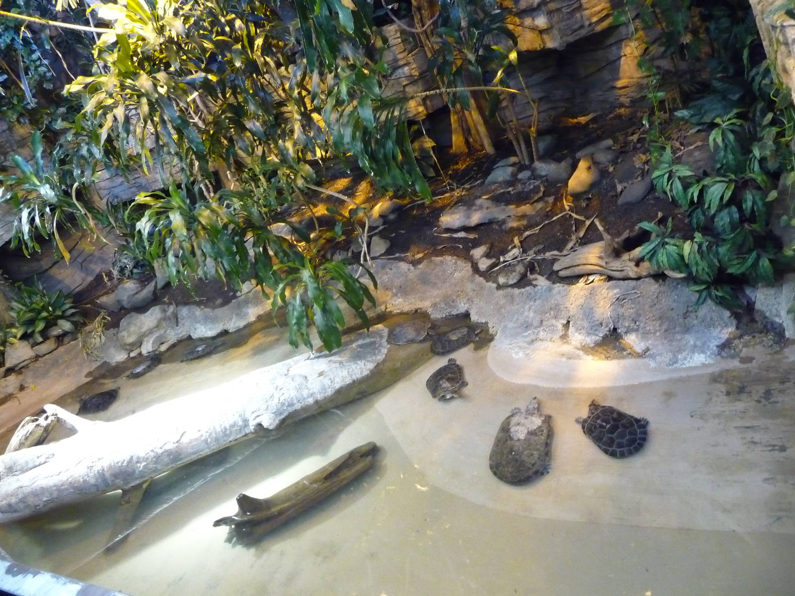 Woodland Park Zoo - Yellow-spotted Sideneck Turtle Exhibit