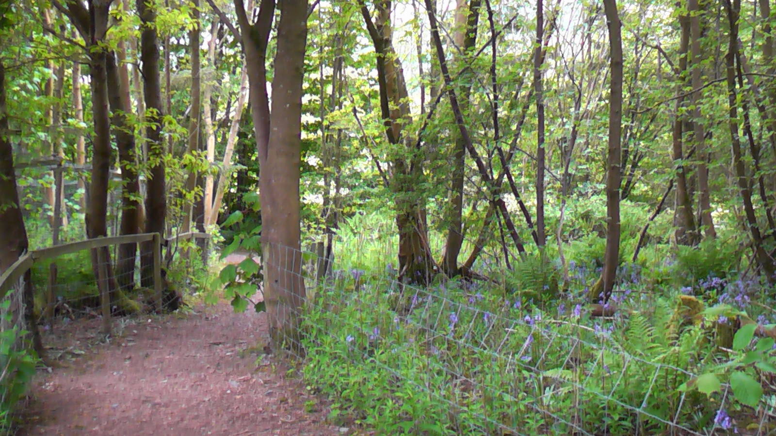 Woodland Path May 2010