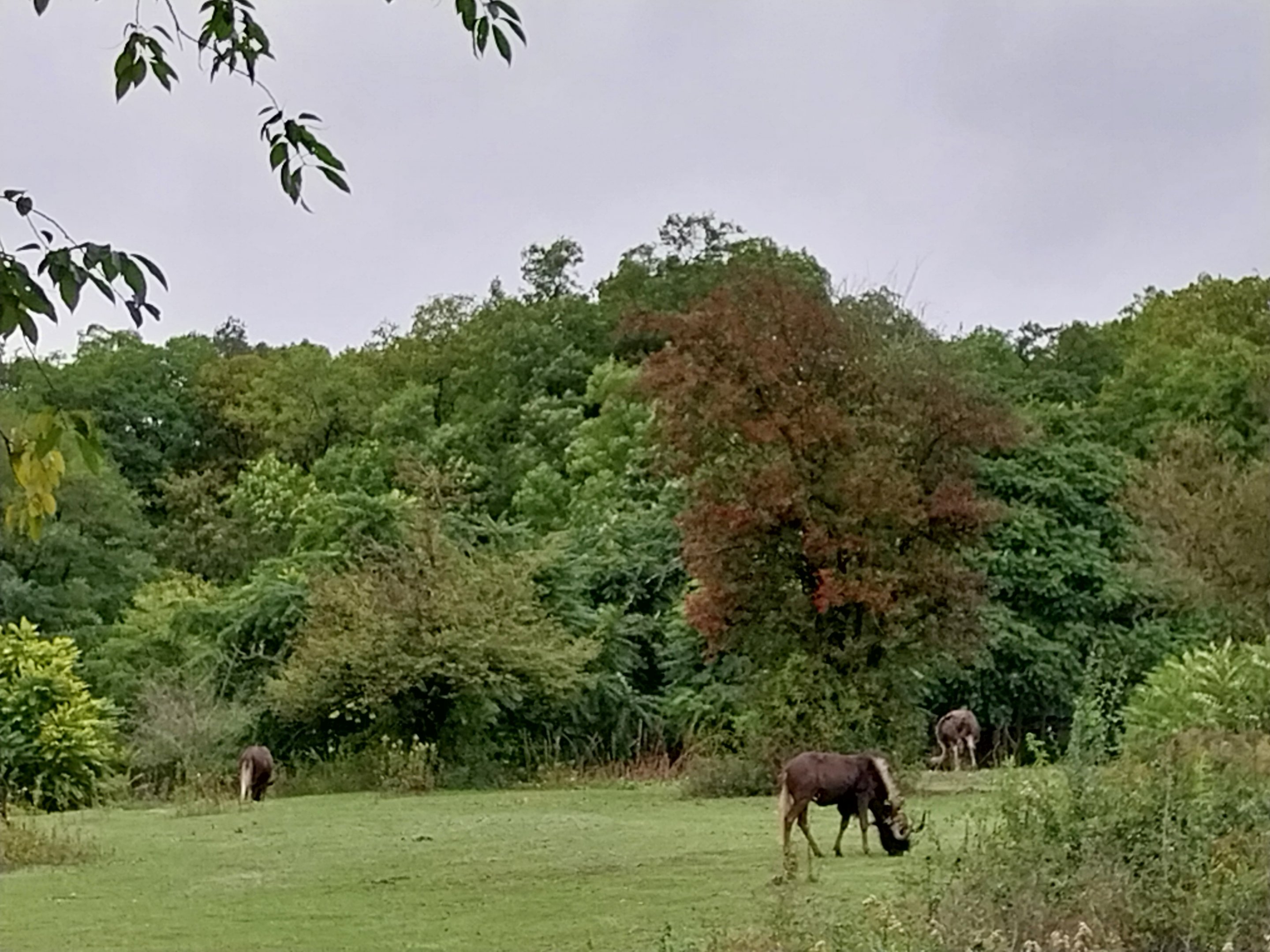 Woodland Savanna - Black Wildebeest (Connochaetes gnou)