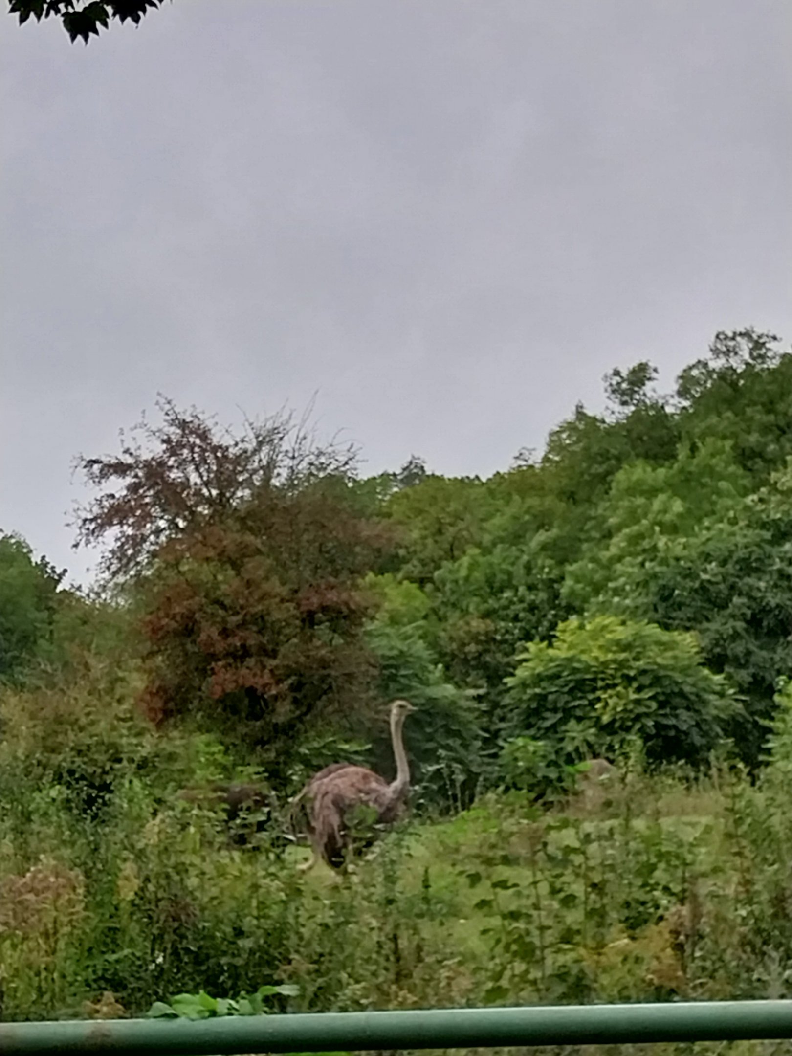 Woodland Savanna - Common Ostrich (Struthio camelus)