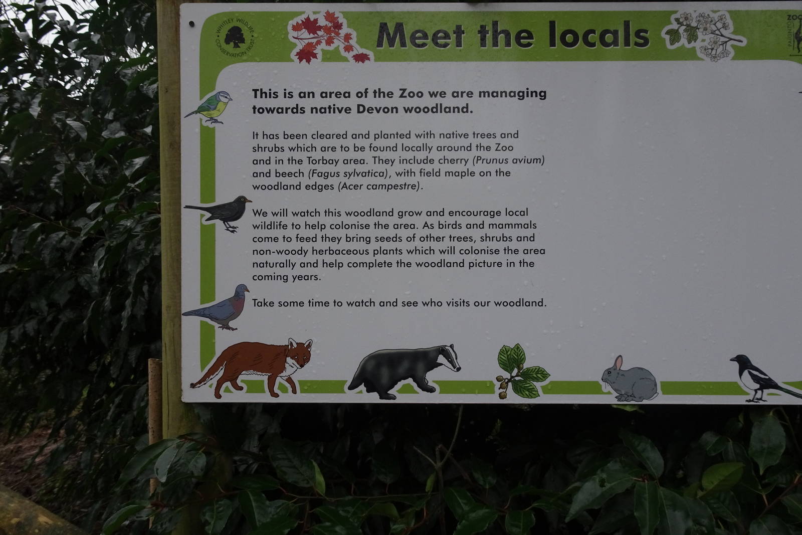 Woodland sign, February 2016