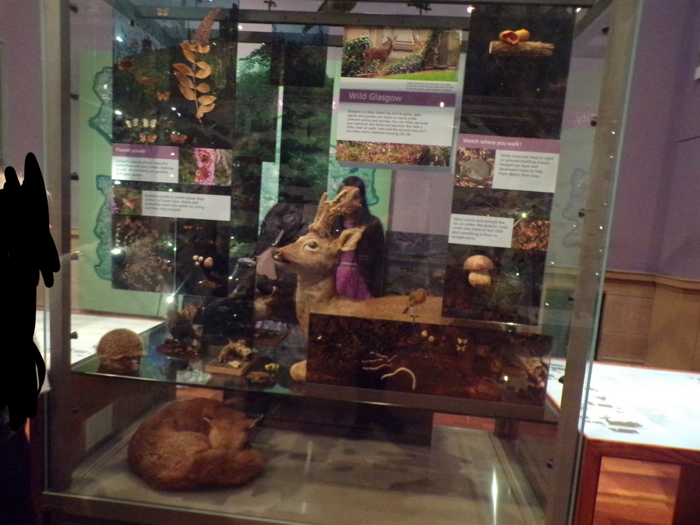 Woodland species display (taken at Kelvingrove museum) 12.2.24